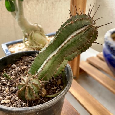 Euphorbia polygona 'Snowflake'