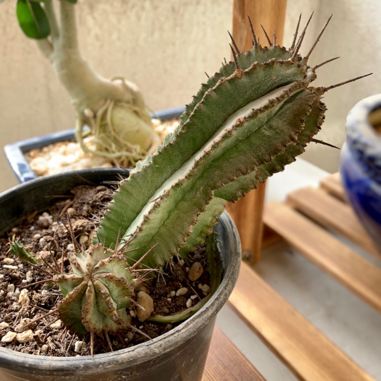 Plant image Euphorbia polygona 'Snowflake'