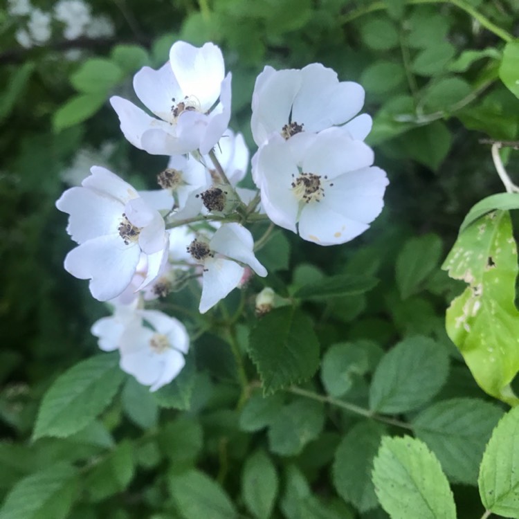 Plant image Rosa multiflora syn. Rosa polyantha