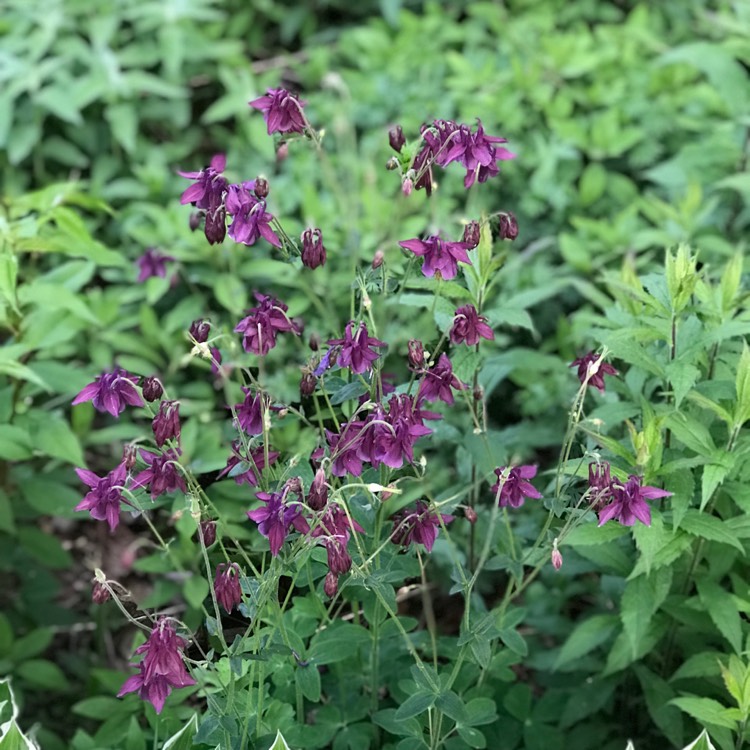 Plant image Aquilegia bulgaria 'Blue Barlow'