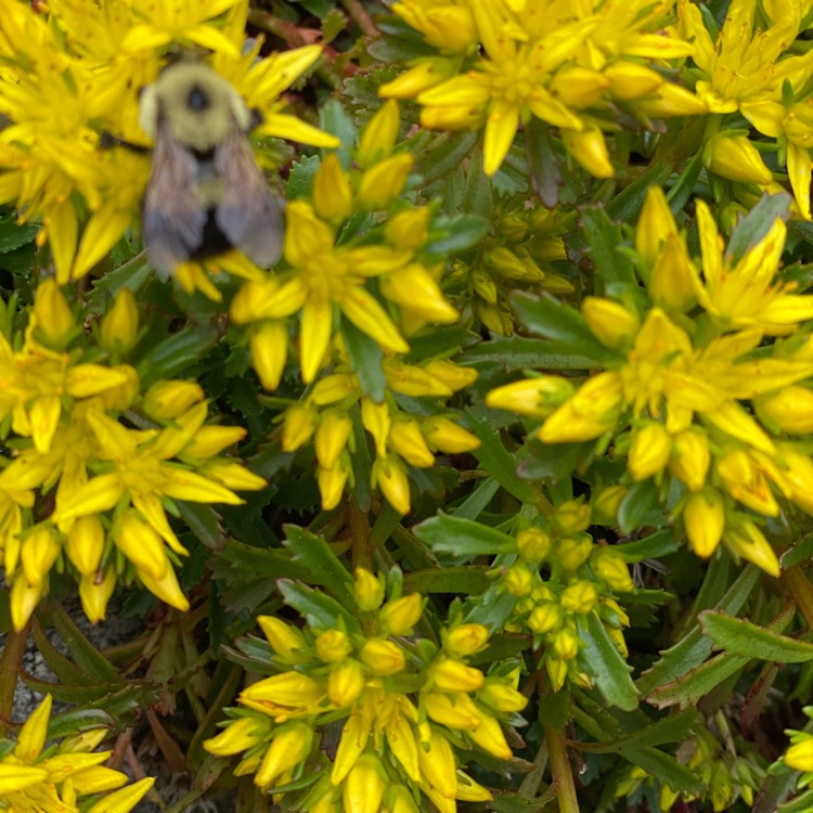 Plant image Sedum Kamtschaticum