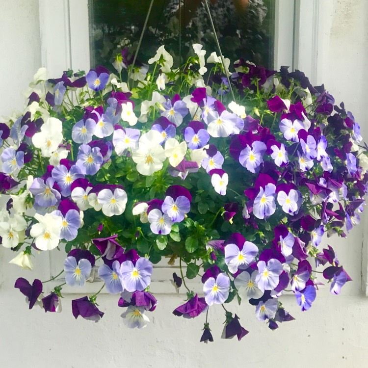 Plant image Viola cornuta 'Sorbet Pink Wing'