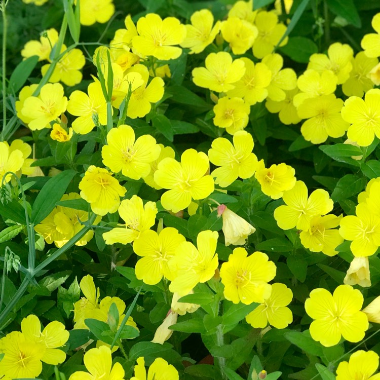 Plant image Helianthemum nummularium 'Wisley Primrose'