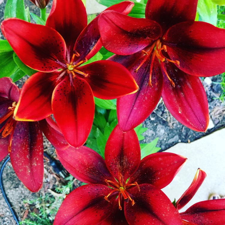 Plant image Lilium 'Tiny Invader'