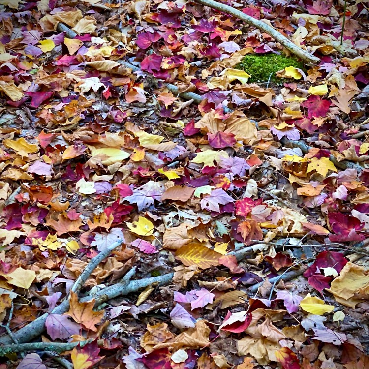 Plant image Heuchera 'Autumn Leaves'