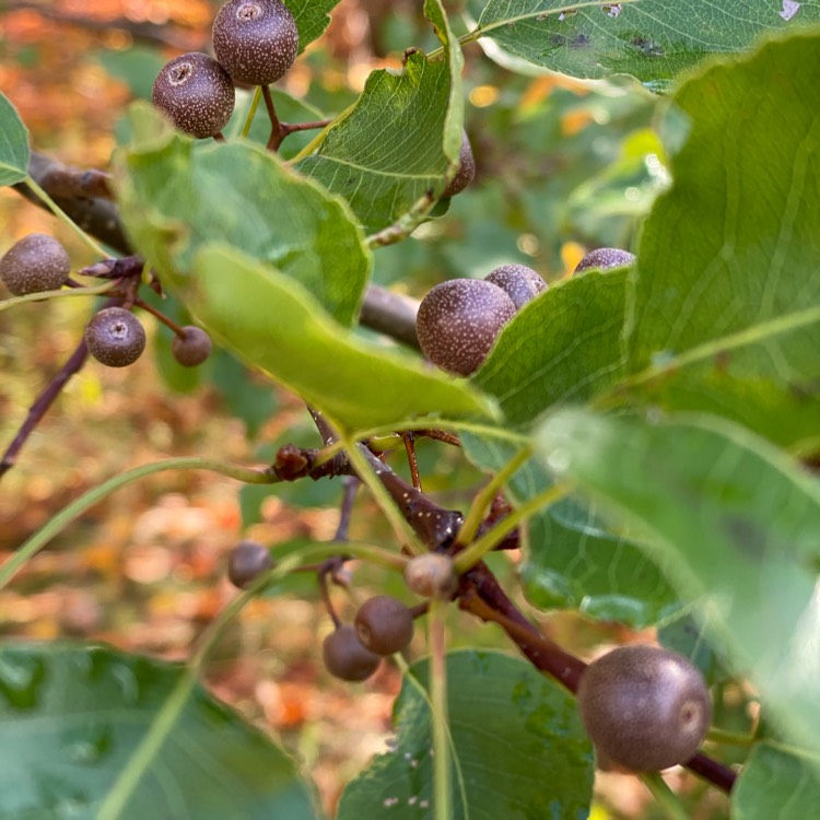 Plant image Pyrus Callerana Rosales