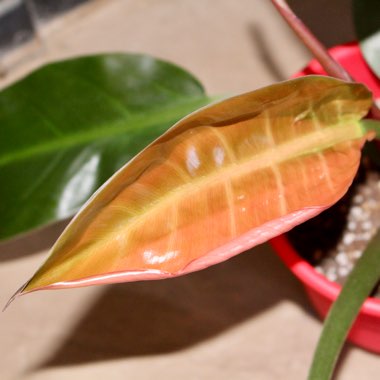 Philodendron 'Imperial Red' syn. Philodendron erubescens 'Imperial Red'