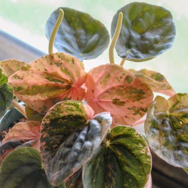 Peperomia Caperata Pink Lady