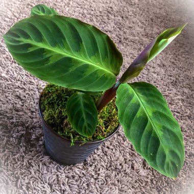 Goeppertia zebrina syn. Calathea zebrina