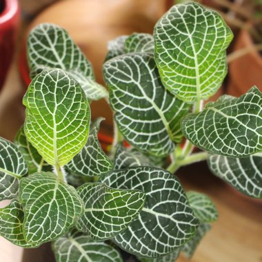 Fittonia argyroneura syn. Fittonia verschaffeltii