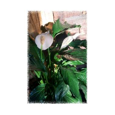 Spathiphyllum wallisii