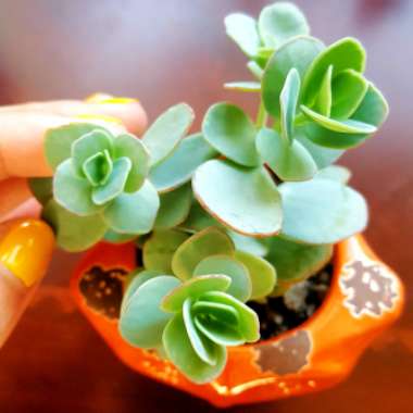 Kalanchoe marnieriana