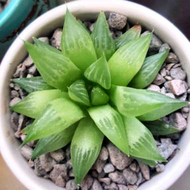 Haworthia retusa