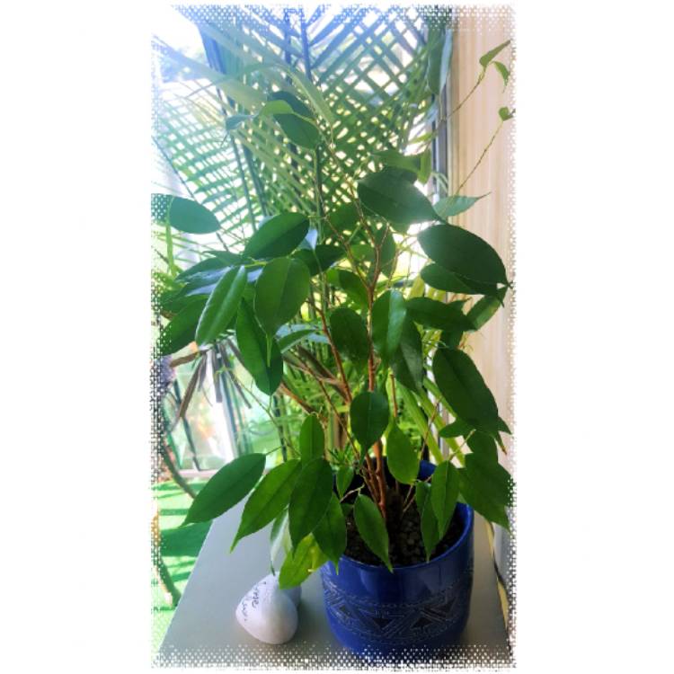 Plant image Ficus benjamina 'Exotica'