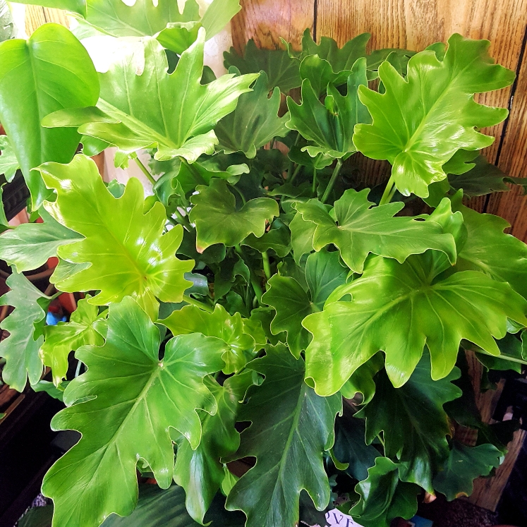 Plant image Thaumatophyllum xanadu syn. Philodendron xanadu, Philodendron 'Xanadu', Philodendron 'Winterbourn'