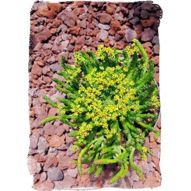 Euphorbia muirii