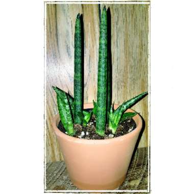 Sansevieria cylindrica