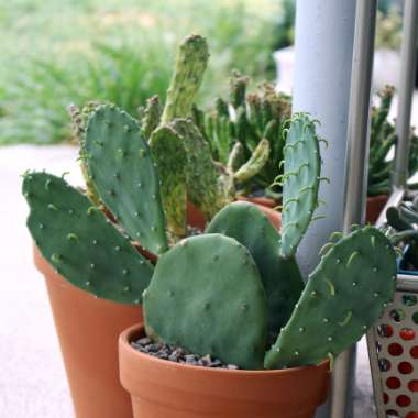 Opuntia nopalea 'Lime Green Dome'