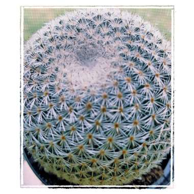 Mammillaria haageana 'Elegans'