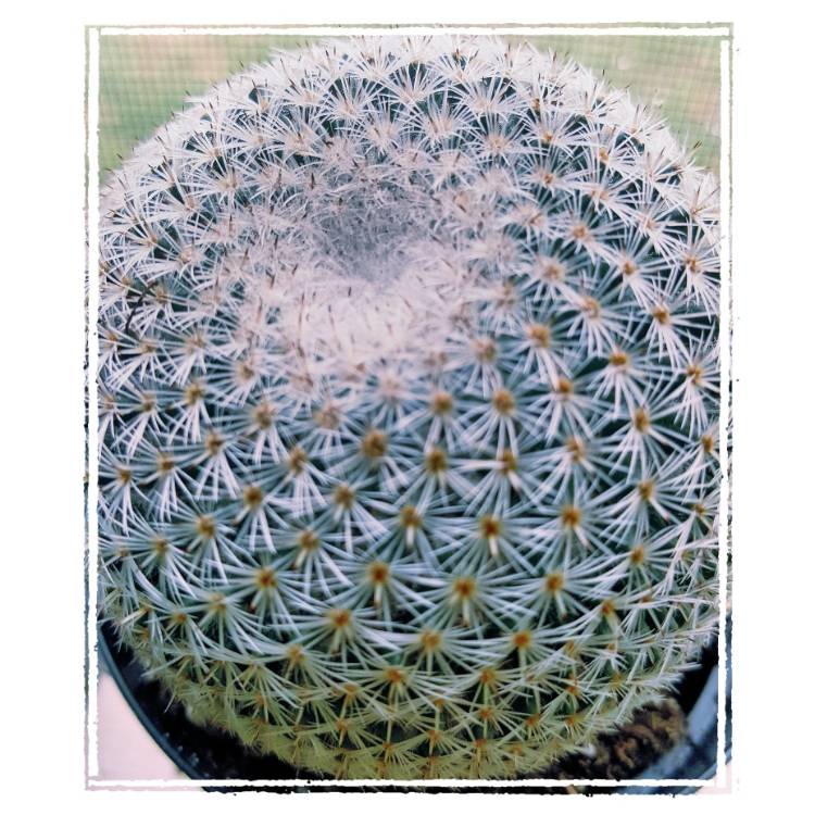 Plant image Mammillaria haageana 'Elegans'