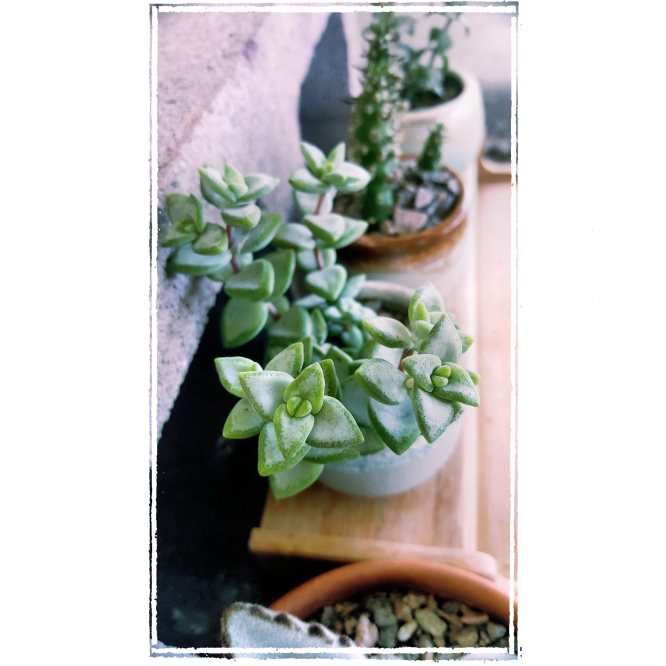 Plant image Crassula rupestris