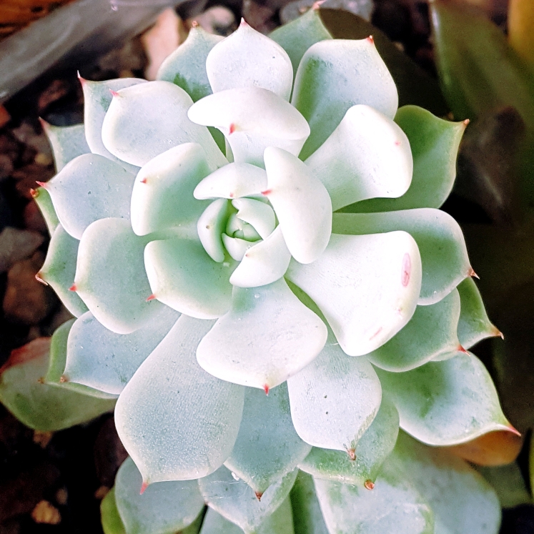 Plant image Echeveria cuspidata var. 'Zaragozae' White Form