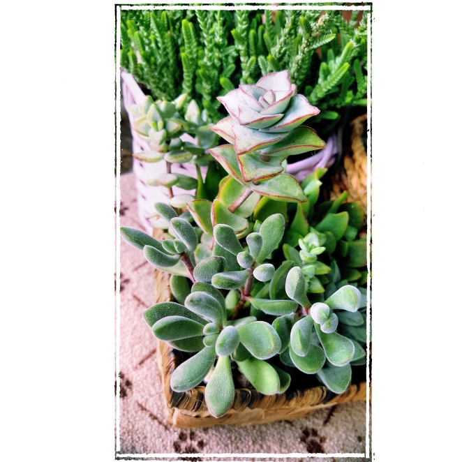 Plant image Crassula congesta