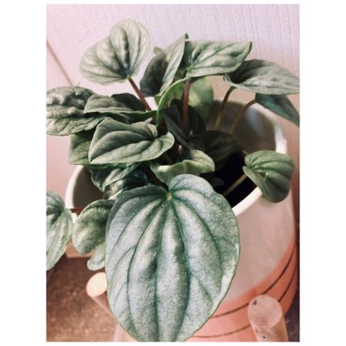 Peperomia 'Frost'