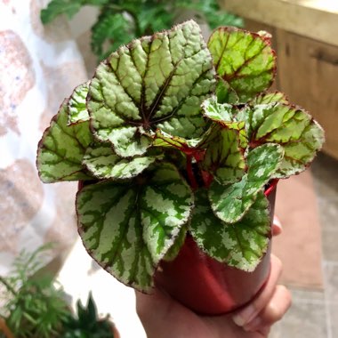 Begonia (Rex Cultorum Group)  syn. Begonia rex