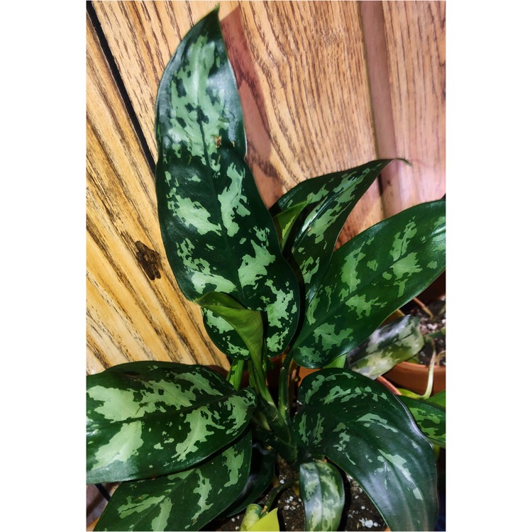 Plant image Aglaonema 'Maria'