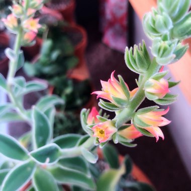 Echeveria Coccinea