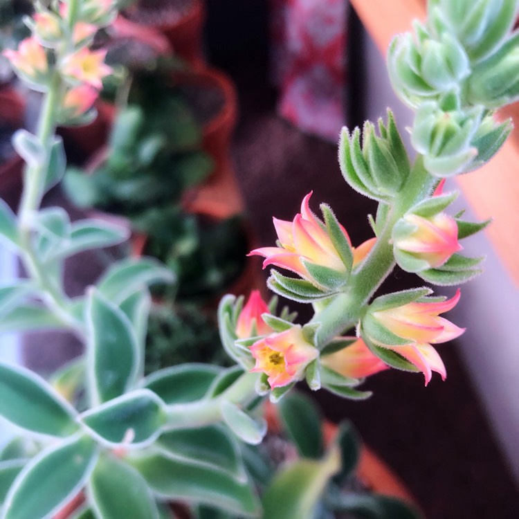 Plant image Echeveria Coccinea