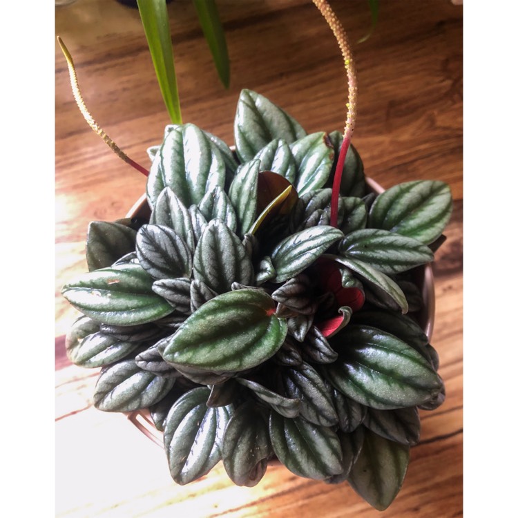 Plant image Peperomia 'San Marino'