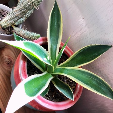 Agave univittata 'Quadricolor'