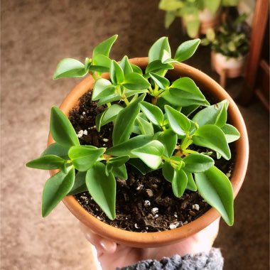 Peperomia glabella