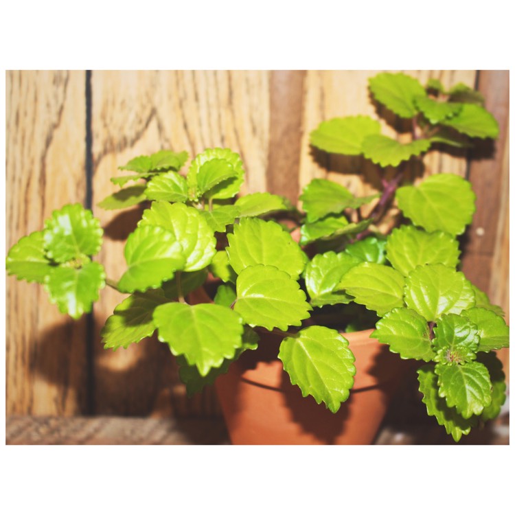 Plant image Plectranthus verticillatus