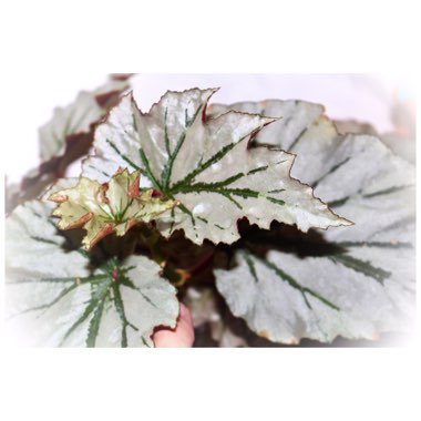 Begonia 'Looking Glass'