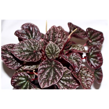 Peperomia caperata 'Luna Red'