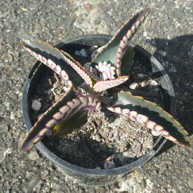 Kalanchoe daigremontiana syn. Bryophyllum daigremontianum