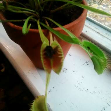 Venus Fly Trap