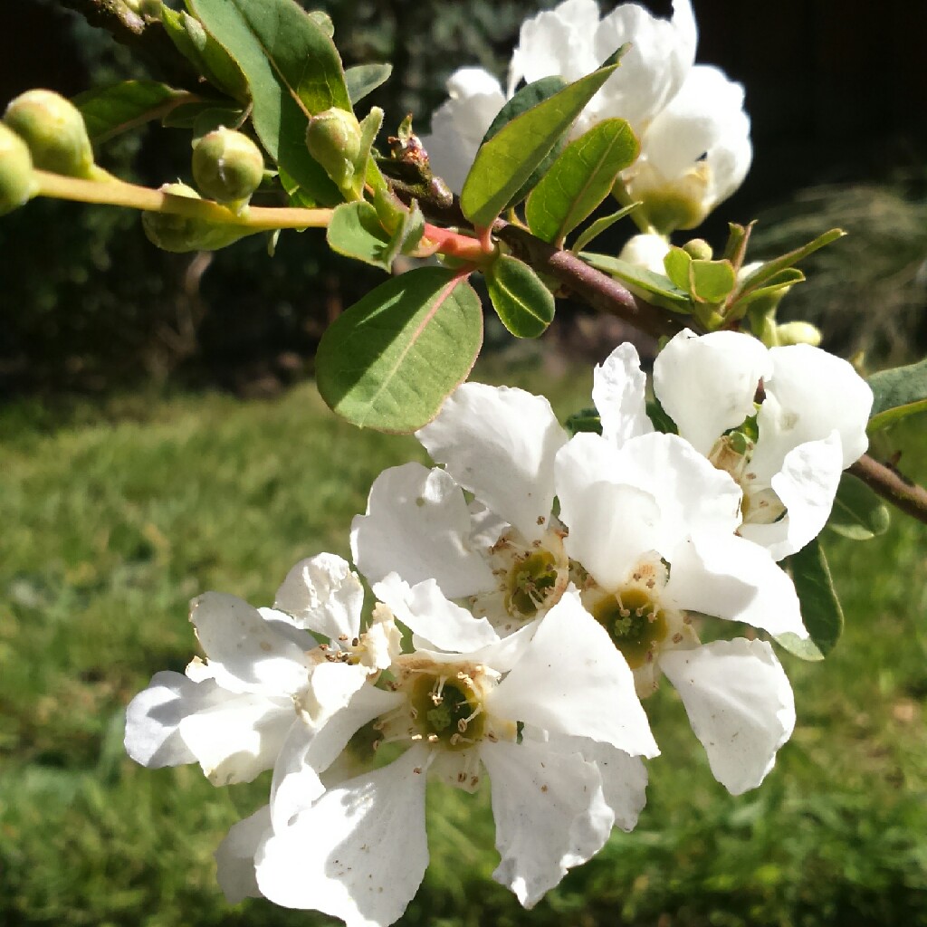 Exochorda x macrantha 'The Bride'