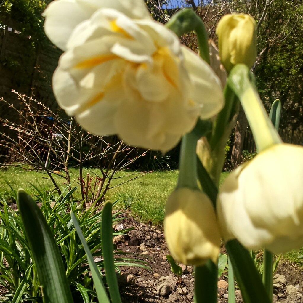 Plant image Narcissus 'Sir Winston Churchill'