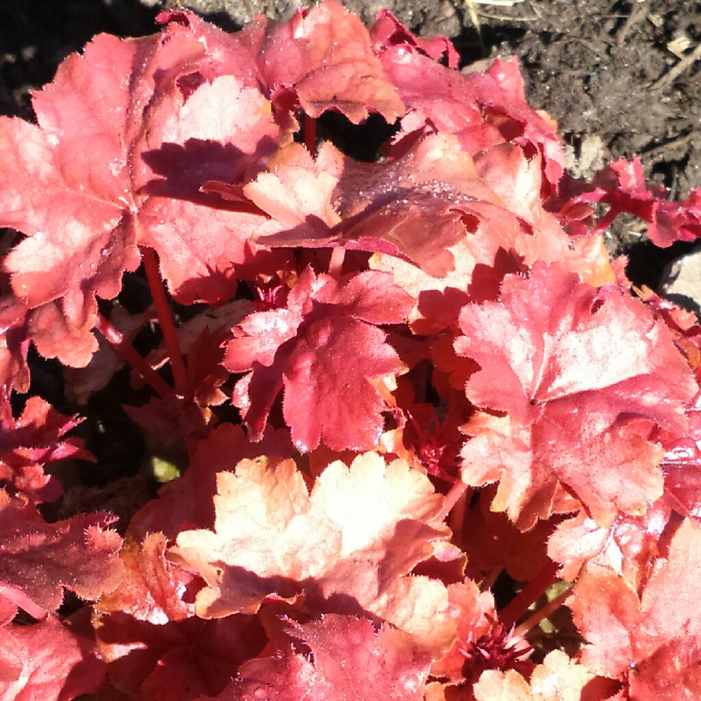 Plant image Heuchera 'Kira Arizona'