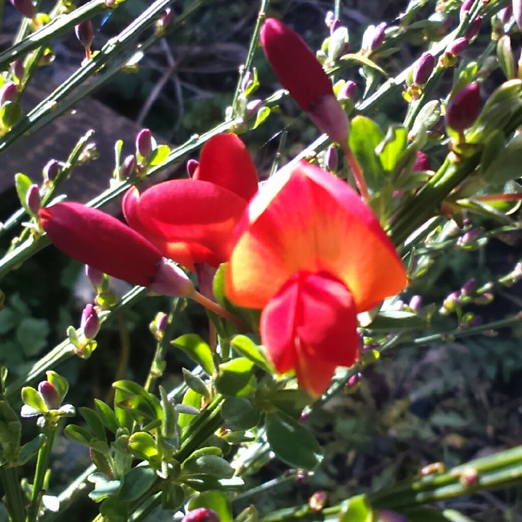 Plant image Cytisus 'Lena'