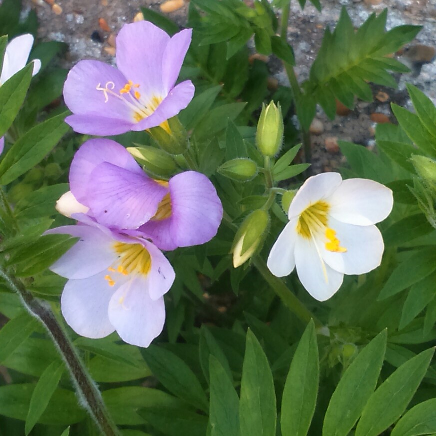 Plant image Polemonium Carneum