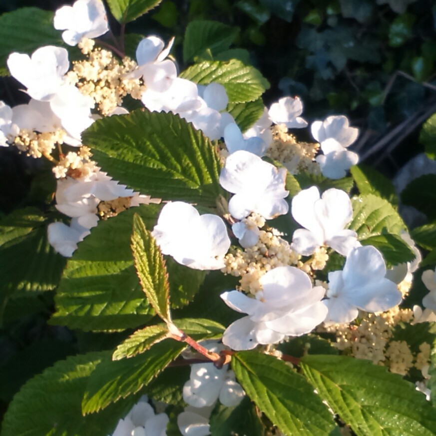 Viburnum plicatum f. tomentosum 'Mariesii' syn. Viburnum mariesii