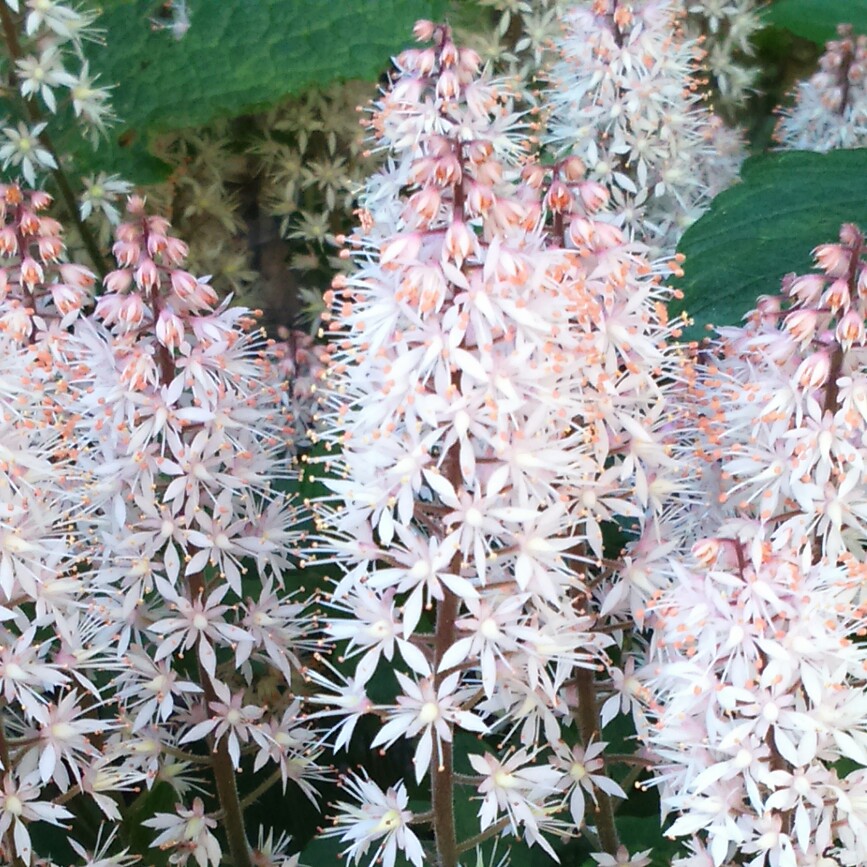 Plant image Tiarella cordifolia