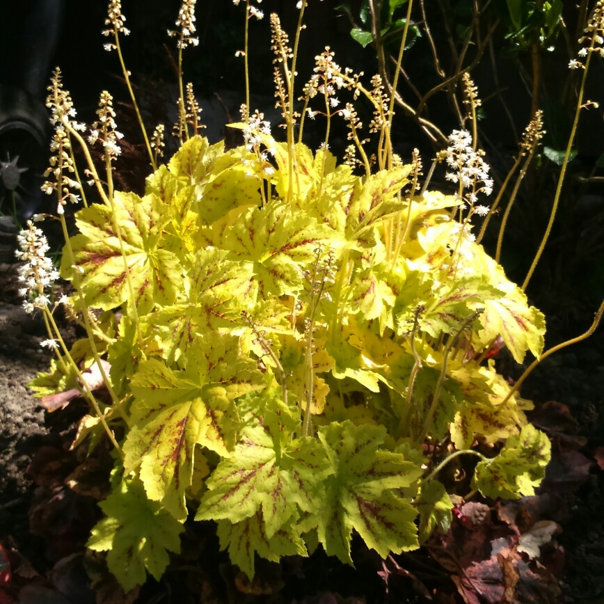 Plant image x Heucherella 'Solar Power'