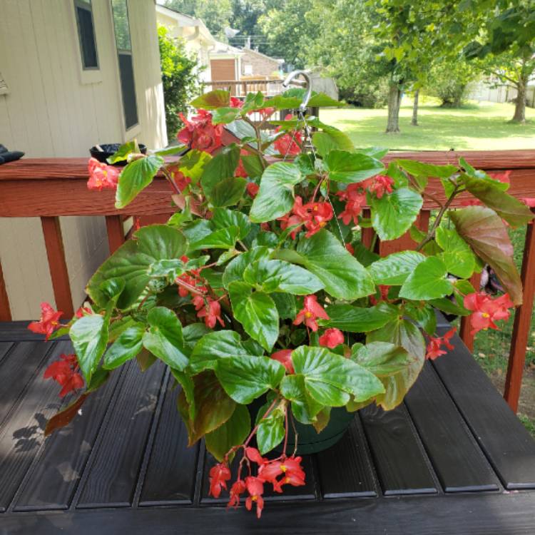 Plant image Begonia 'Dragon Wing'