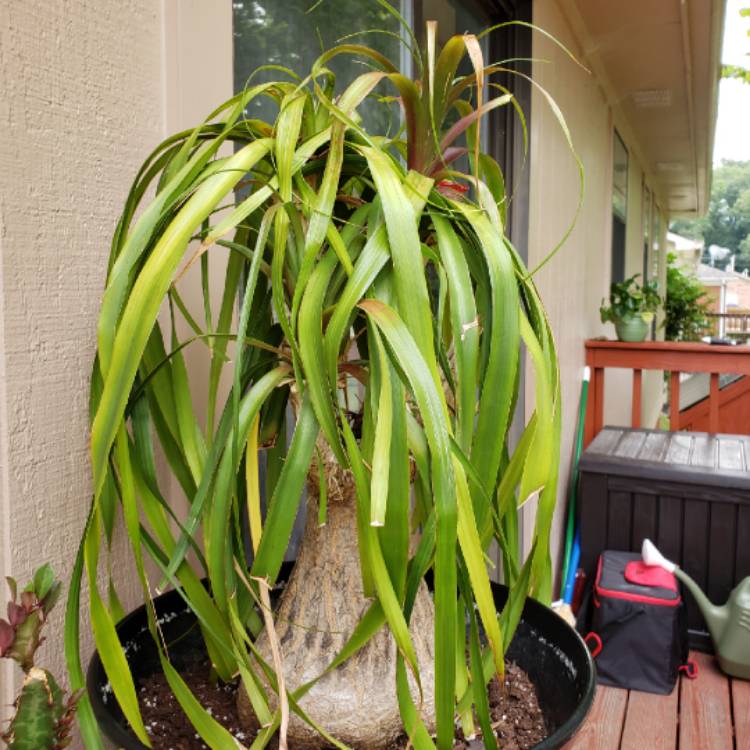 plant image 1147715